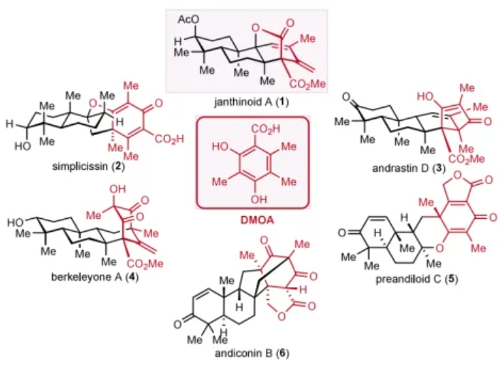 北大楊震/張仲超團(tuán)隊(duì)最新JACS：Janthinoid A 的不對稱全合成
