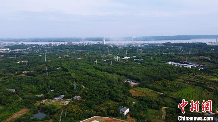 湖北宜昌姚家港化工園周圍綠樹成蔭。<a target='_blank' href='http://www.chinanews.com/'>中新社</a>記者董曉斌攝